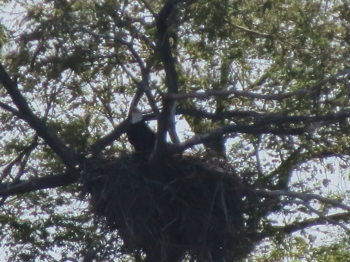 Bald Eagle - F Alvarez