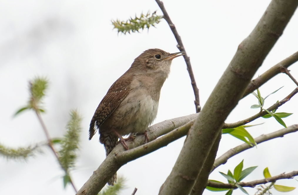 House Wren - T Y