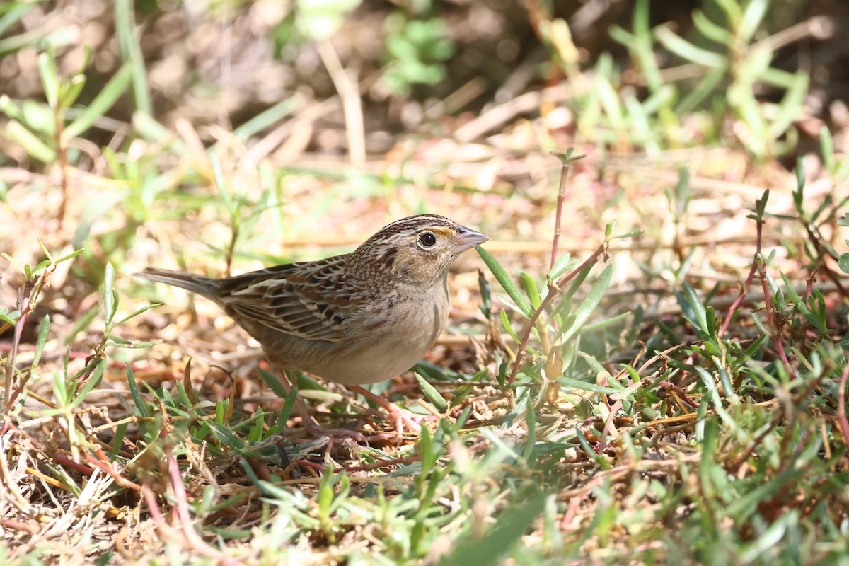 Grasshopper Sparrow - ML618941510