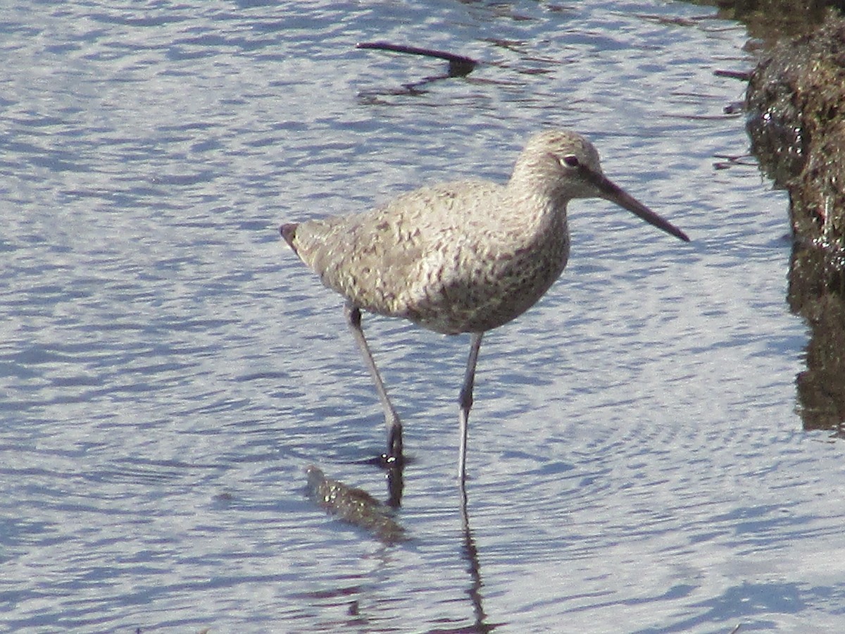 Willet - ML618941514