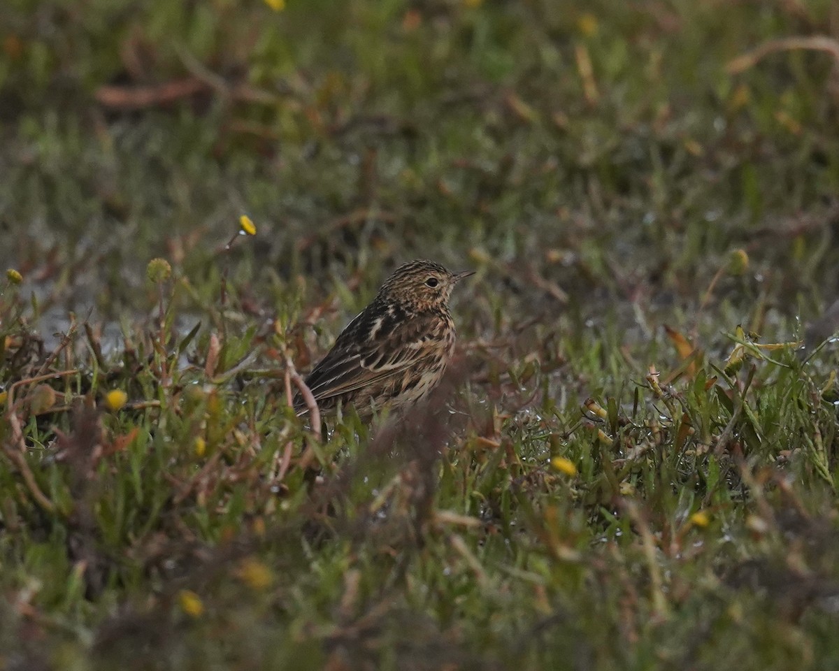 Correndera Pipit - Olivares Barraza