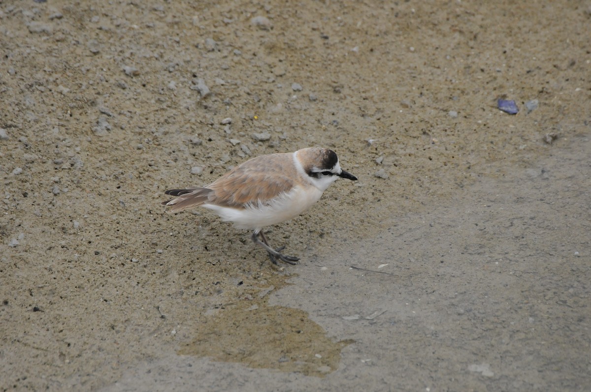 White-fronted Plover - Dominic More O’Ferrall