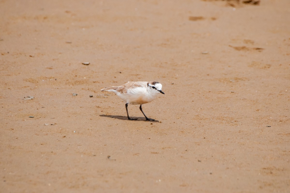 White-fronted Plover - Dominic More O’Ferrall