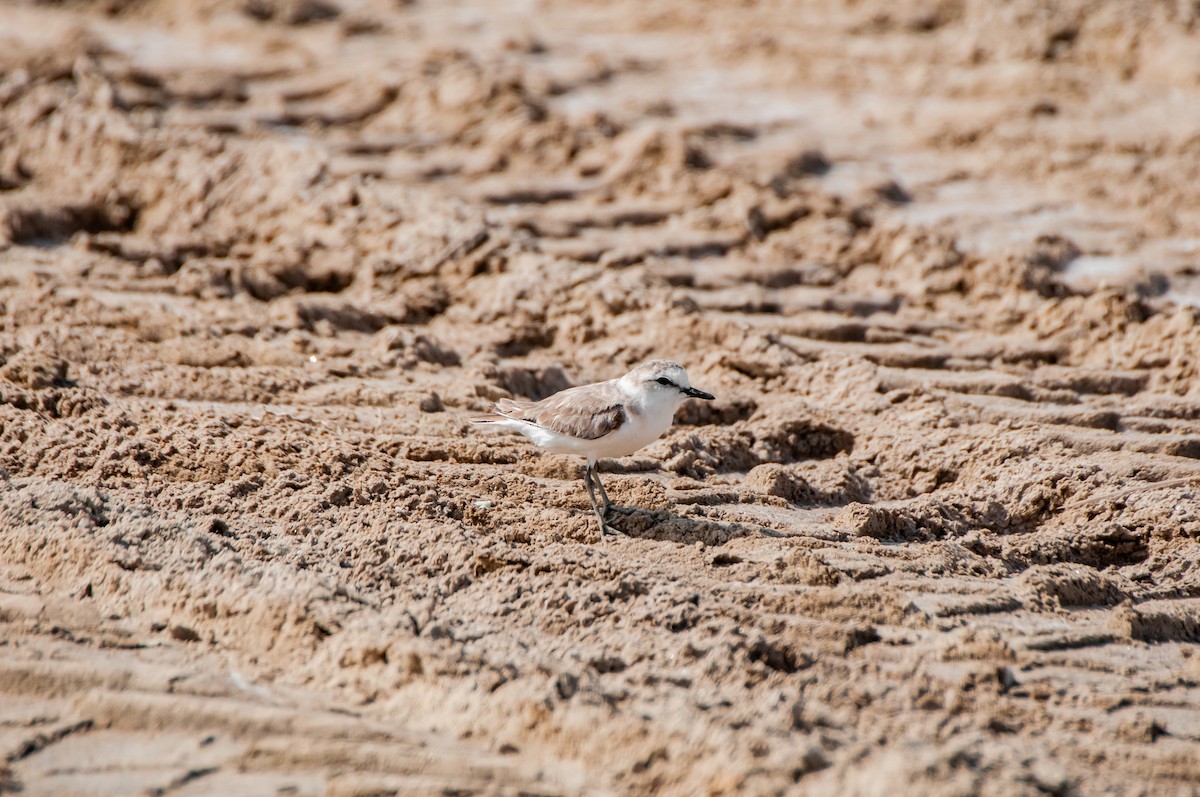 White-fronted Plover - Dominic More O’Ferrall