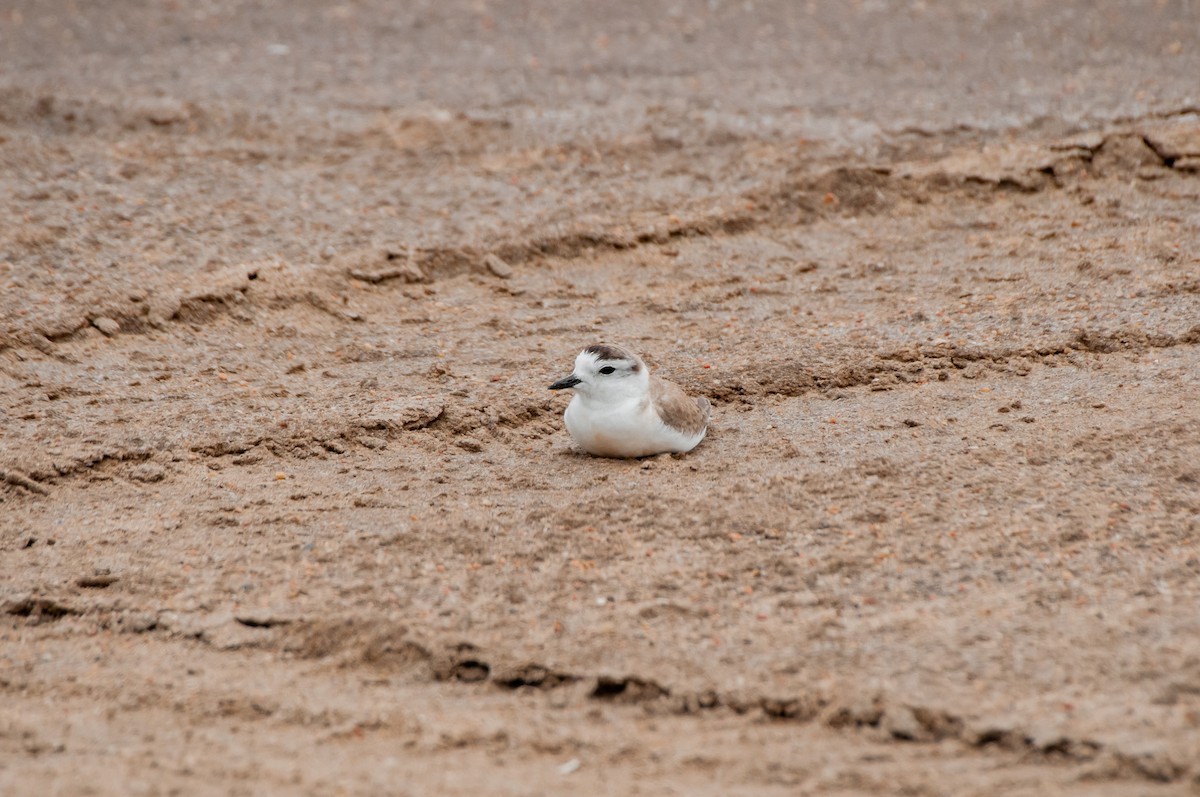 White-fronted Plover - Dominic More O’Ferrall