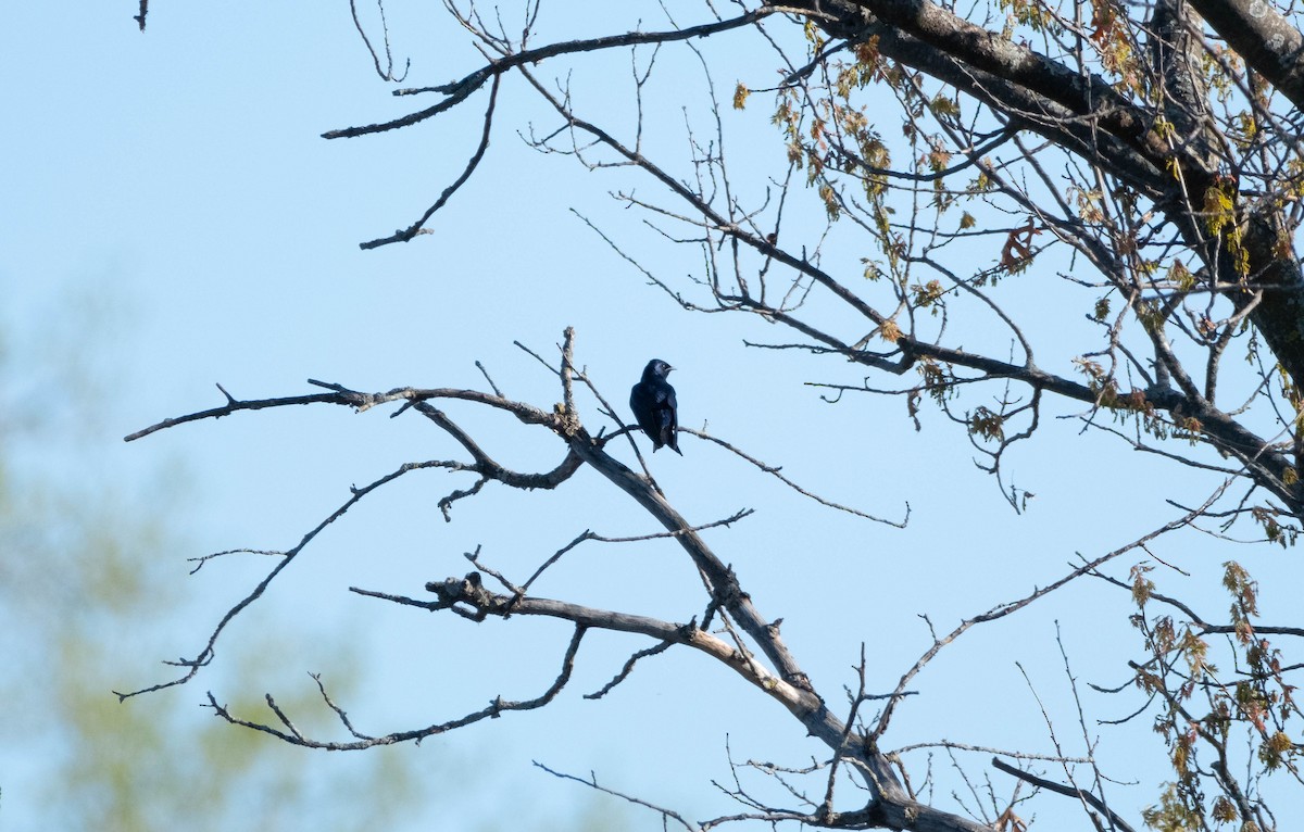 Purple Martin - Joshua Kline