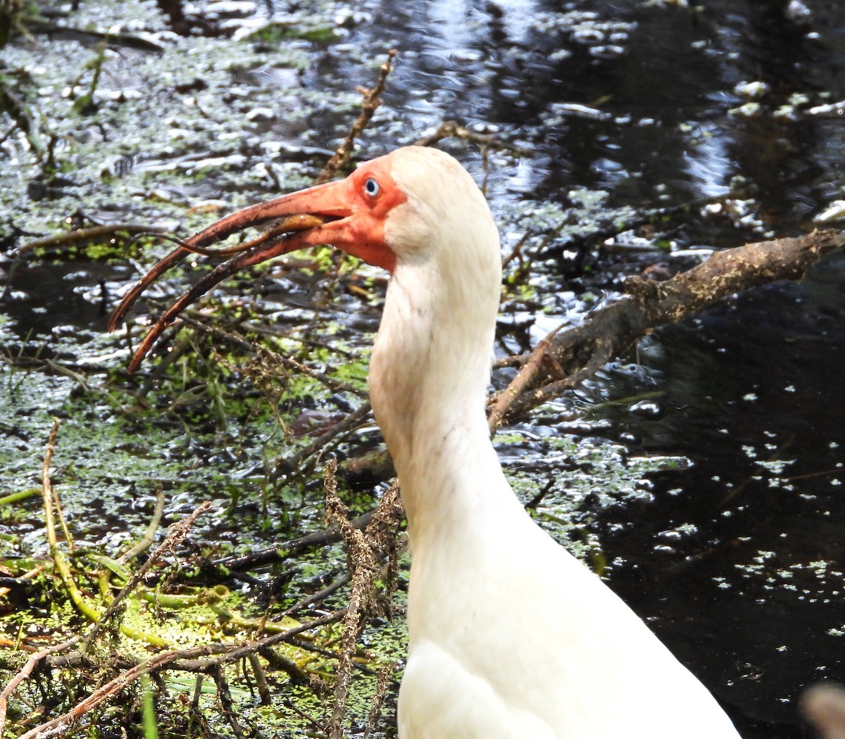 White Ibis - ML618941587