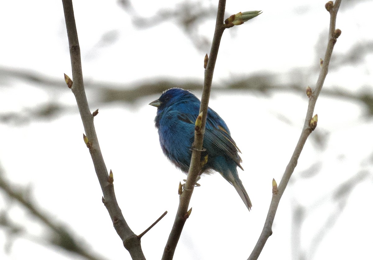 Indigo Bunting - Christopher Veale