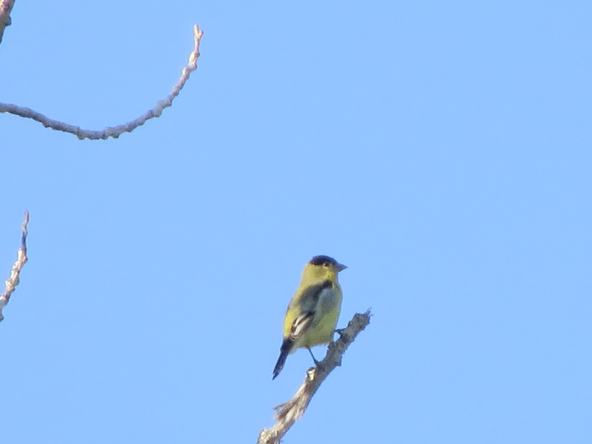 Lesser Goldfinch - F Alvarez