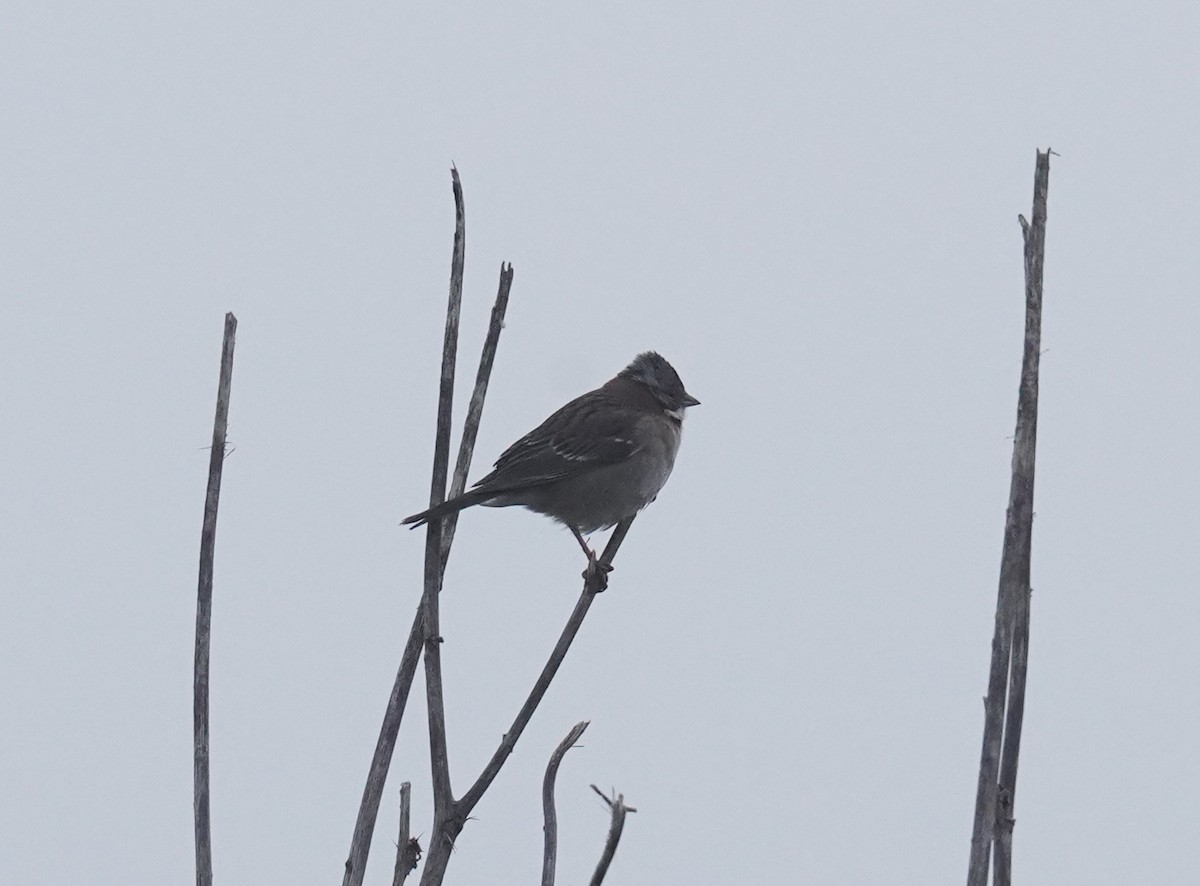 Rufous-collared Sparrow - Olivares Barraza