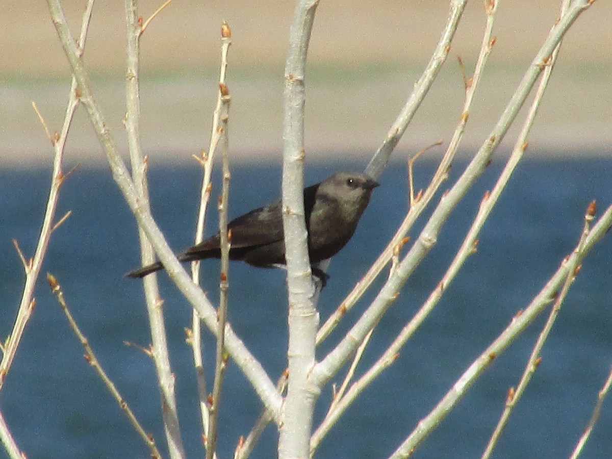 Brewer's Blackbird - Felice  Lyons