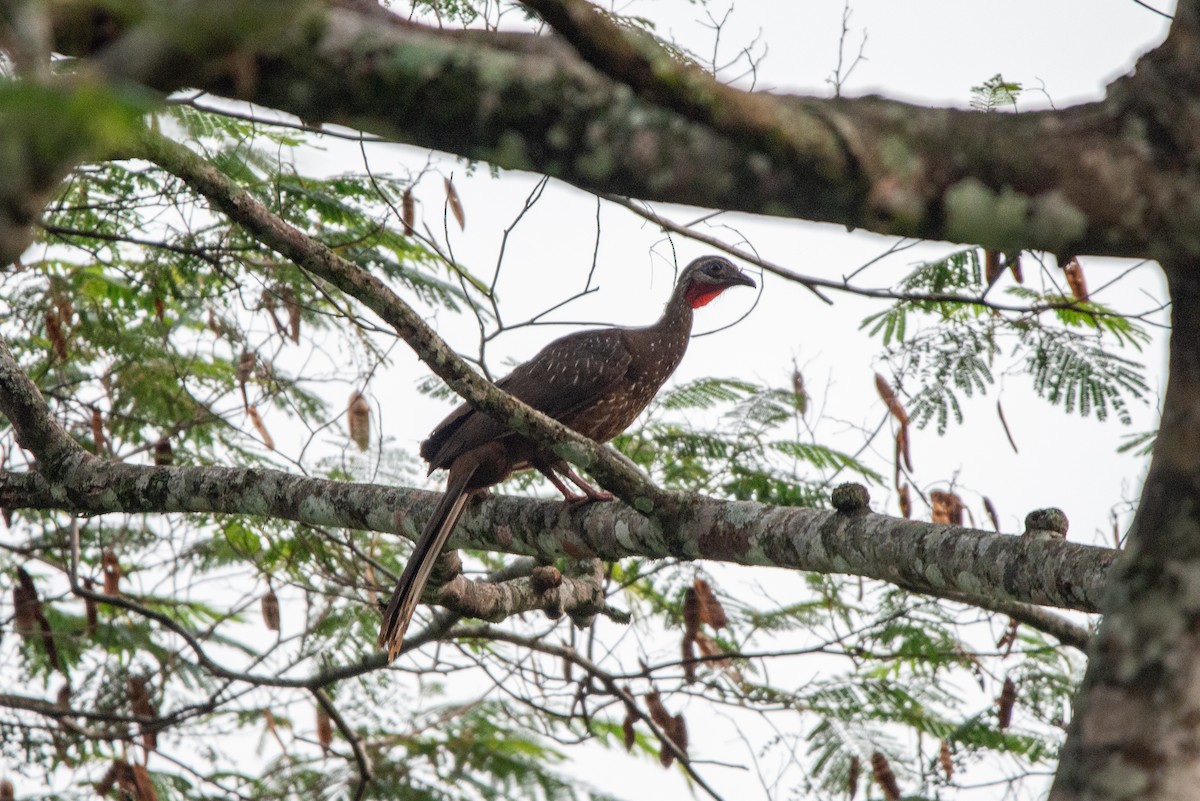 Band-tailed Guan - Fundación Ecoturística Recetor Vive un Paraíso