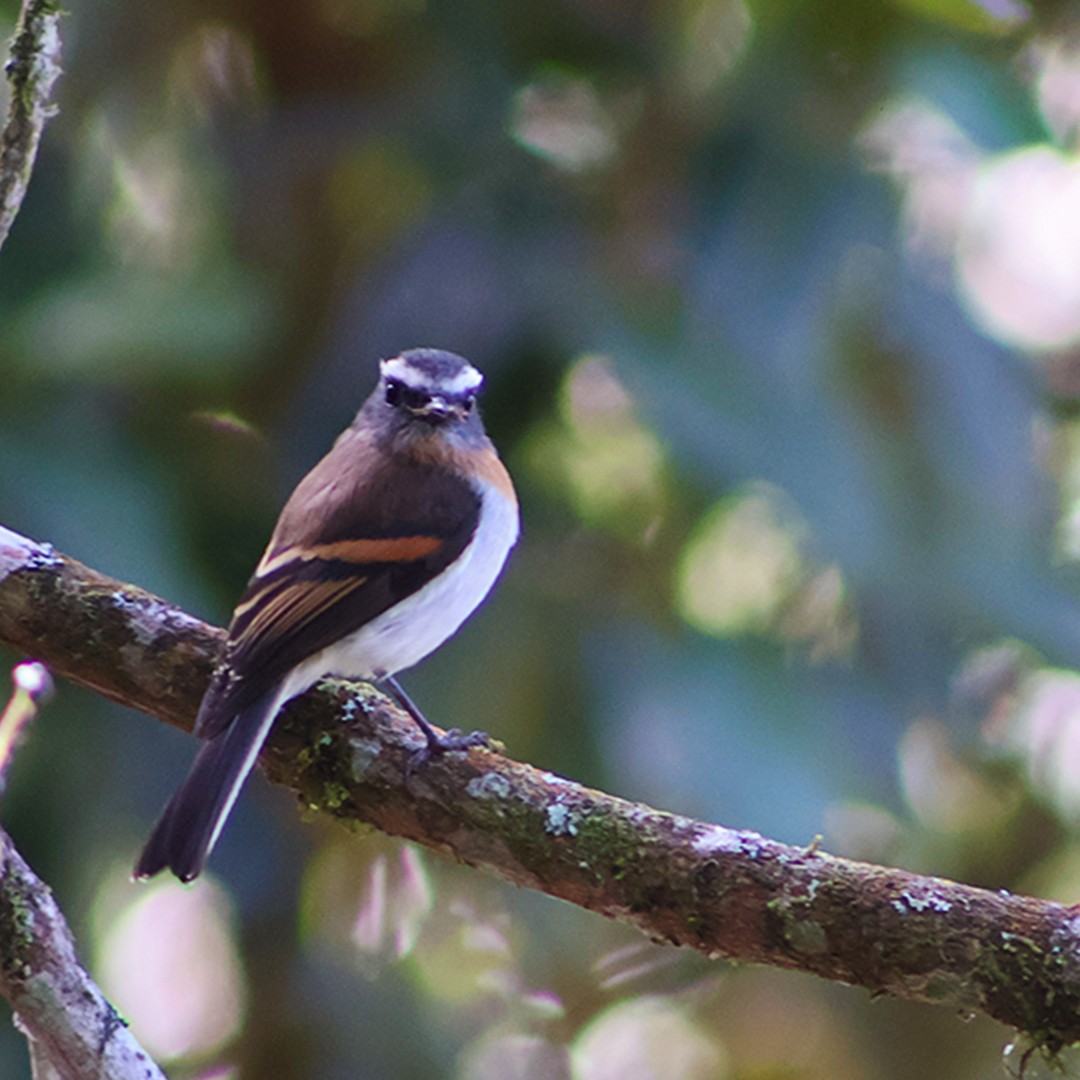 Rufous-breasted Chat-Tyrant - Sandy Martinez Lopez