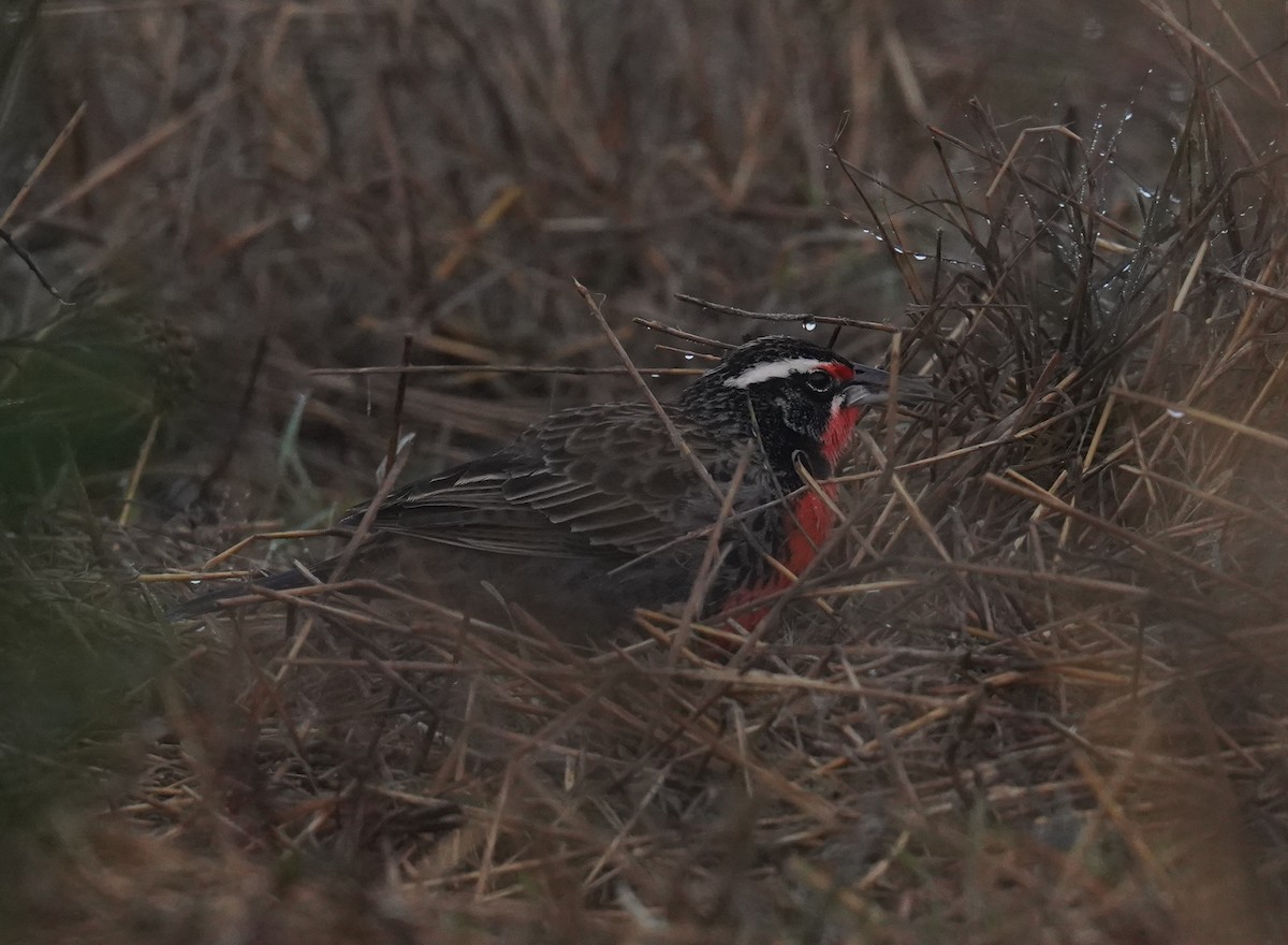 Long-tailed Meadowlark - Olivares Barraza