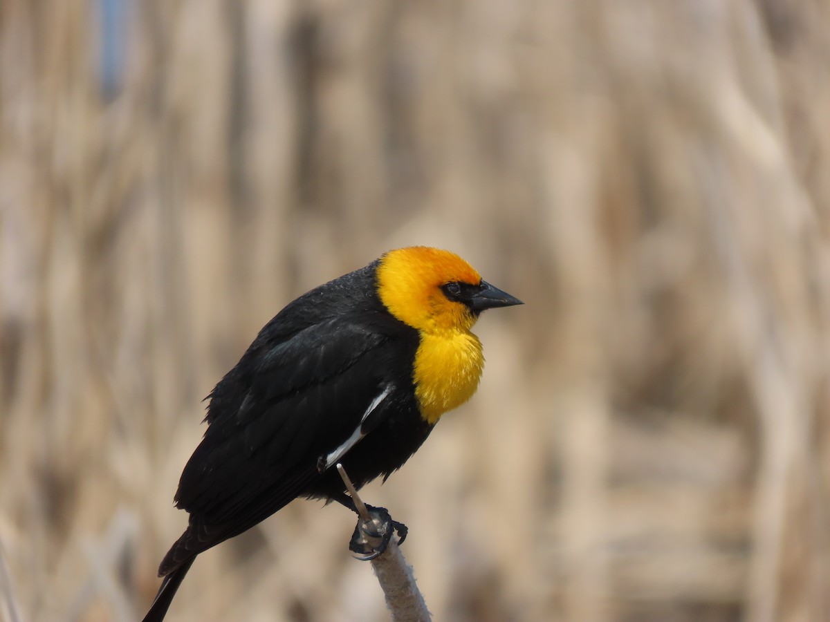 Yellow-headed Blackbird - ML618941645