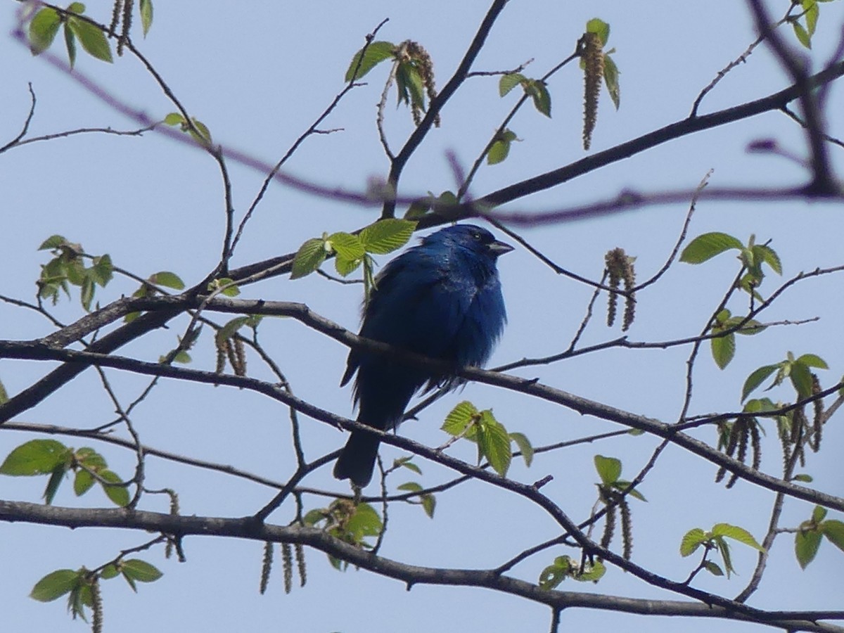 Indigo Bunting - ML618941648