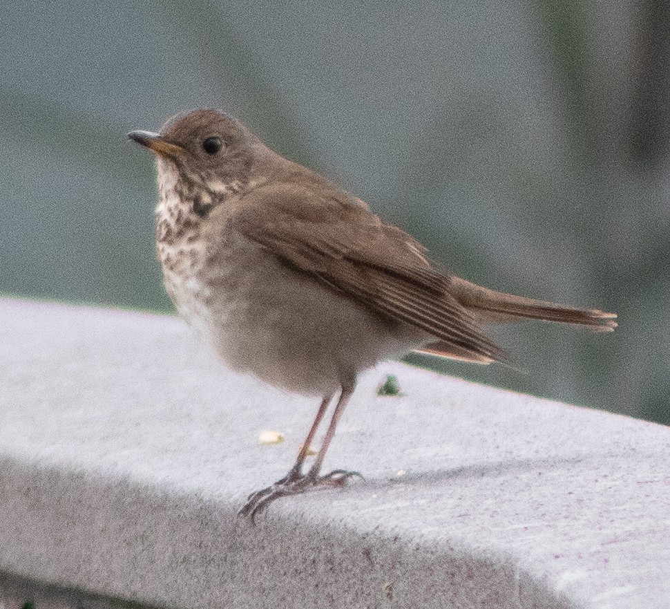 Gray-cheeked Thrush - G Stacks