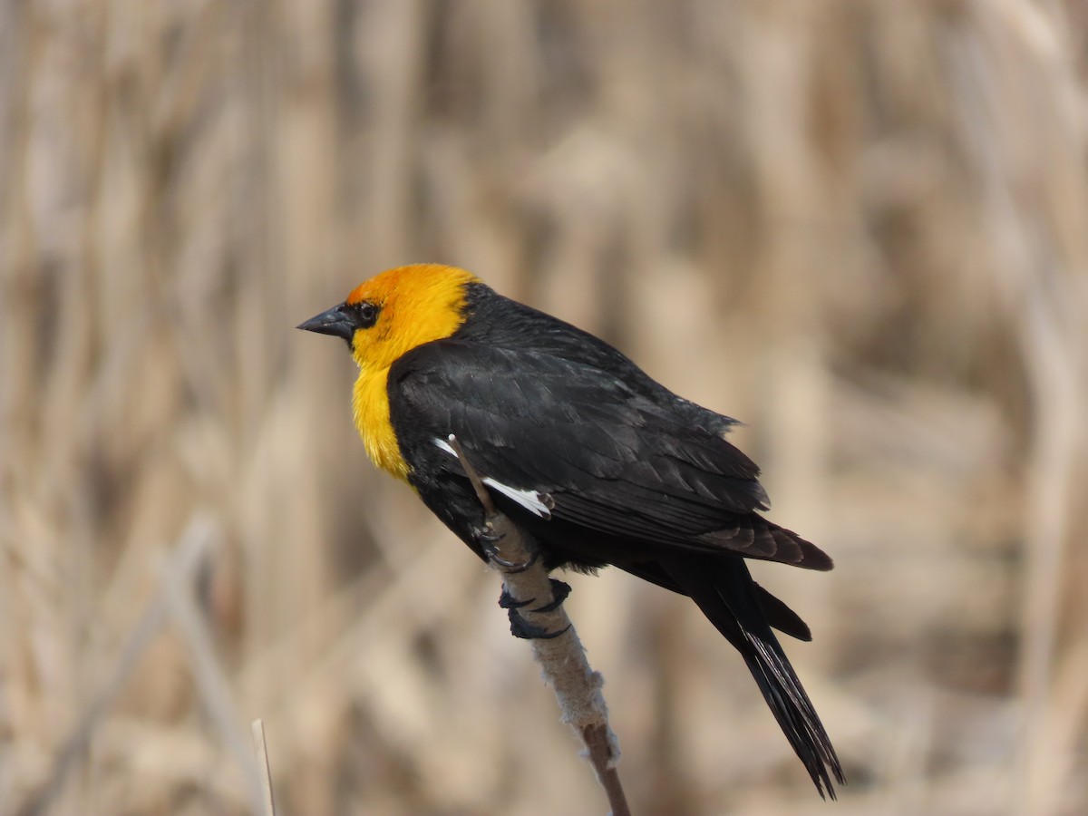 Yellow-headed Blackbird - ML618941652