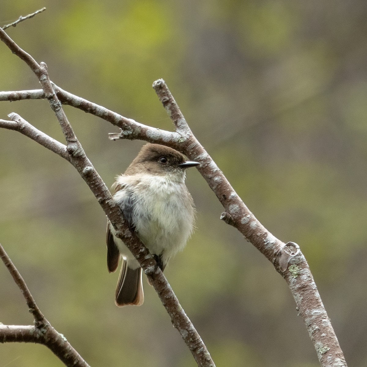 Eastern Phoebe - Greg O’Brien