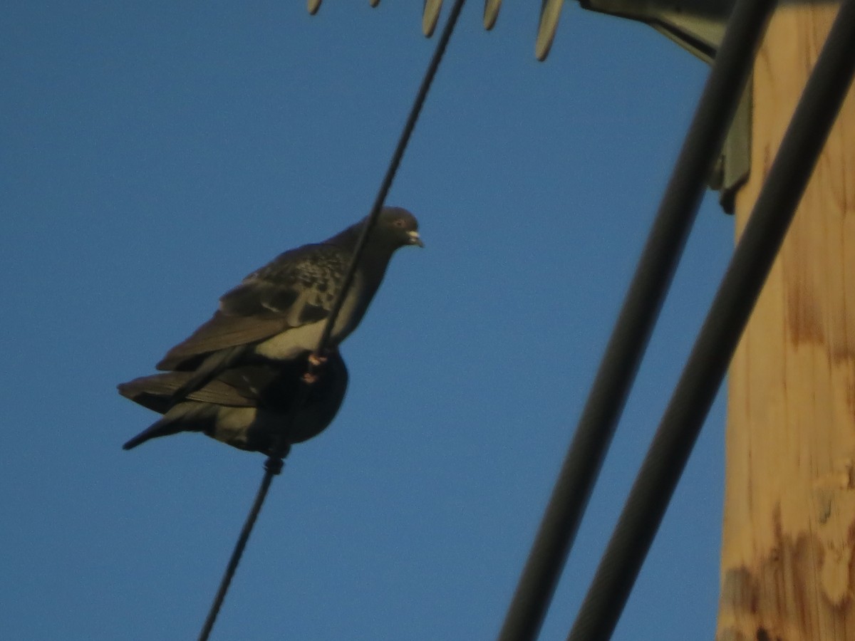 Rock Pigeon (Feral Pigeon) - F Alvarez