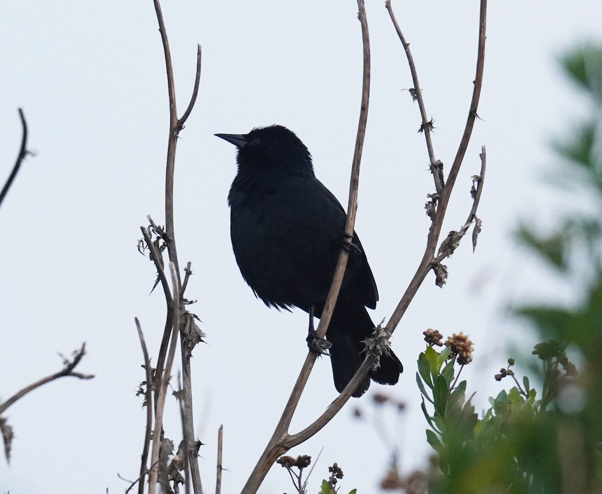 Austral Blackbird - Olivares Barraza