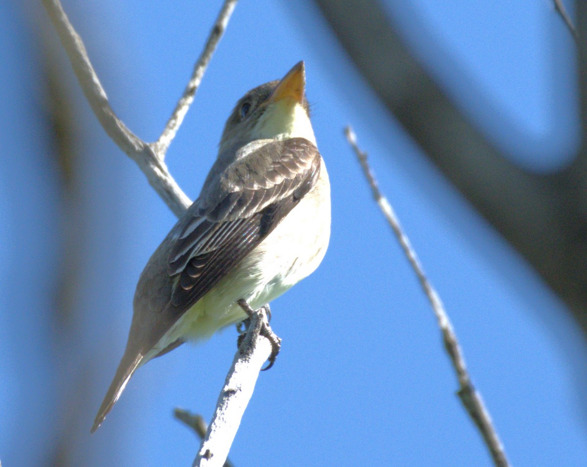 Least Flycatcher - Neil Wingert