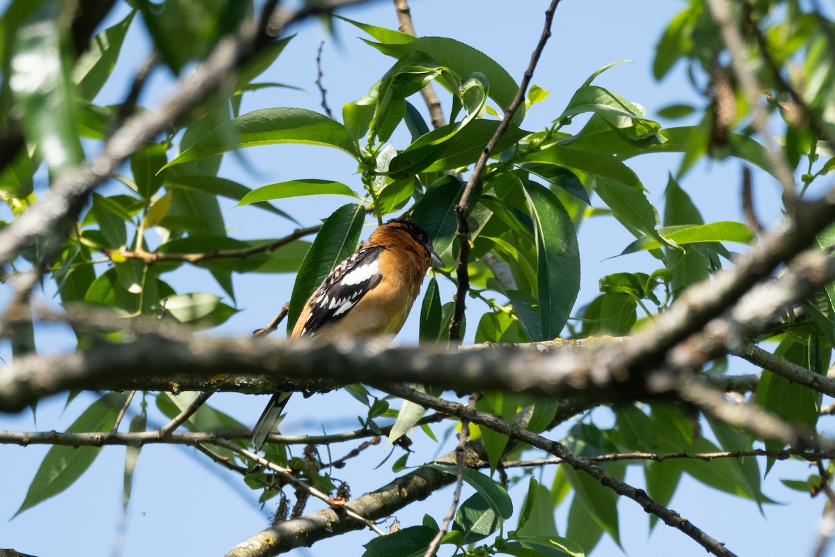 Black-headed Grosbeak - Alex Leeder