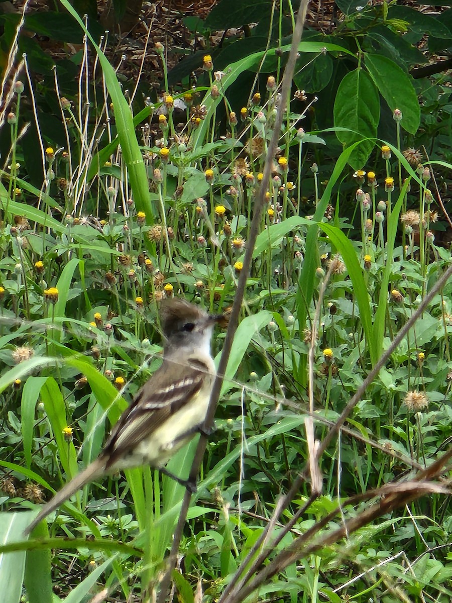 Yellow-bellied Elaenia - Orlando Alexis Aguilar Gallardo