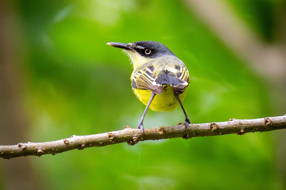 Common Tody-Flycatcher - Chris Thomas