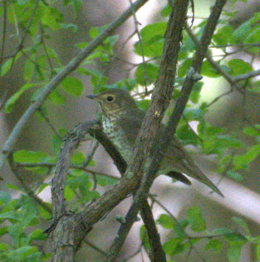 Swainson's Thrush - Neil Wingert