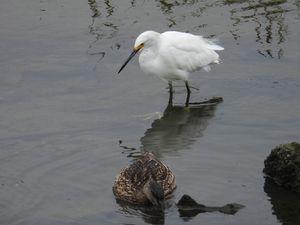 Snowy Egret - ML618941698