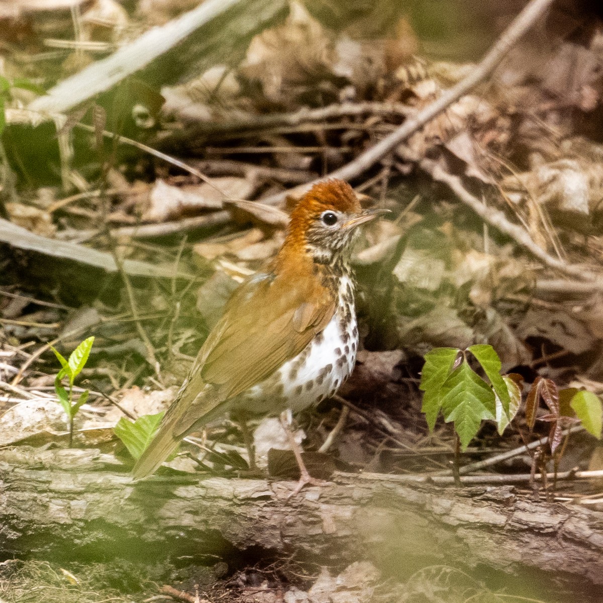 Wood Thrush - Greg O’Brien