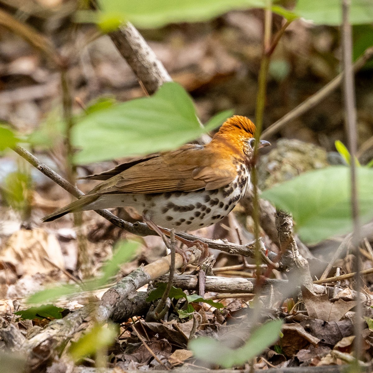 Wood Thrush - Greg O’Brien