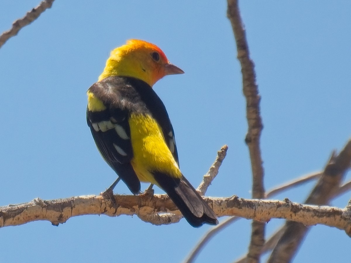 Western Tanager - ML618941716