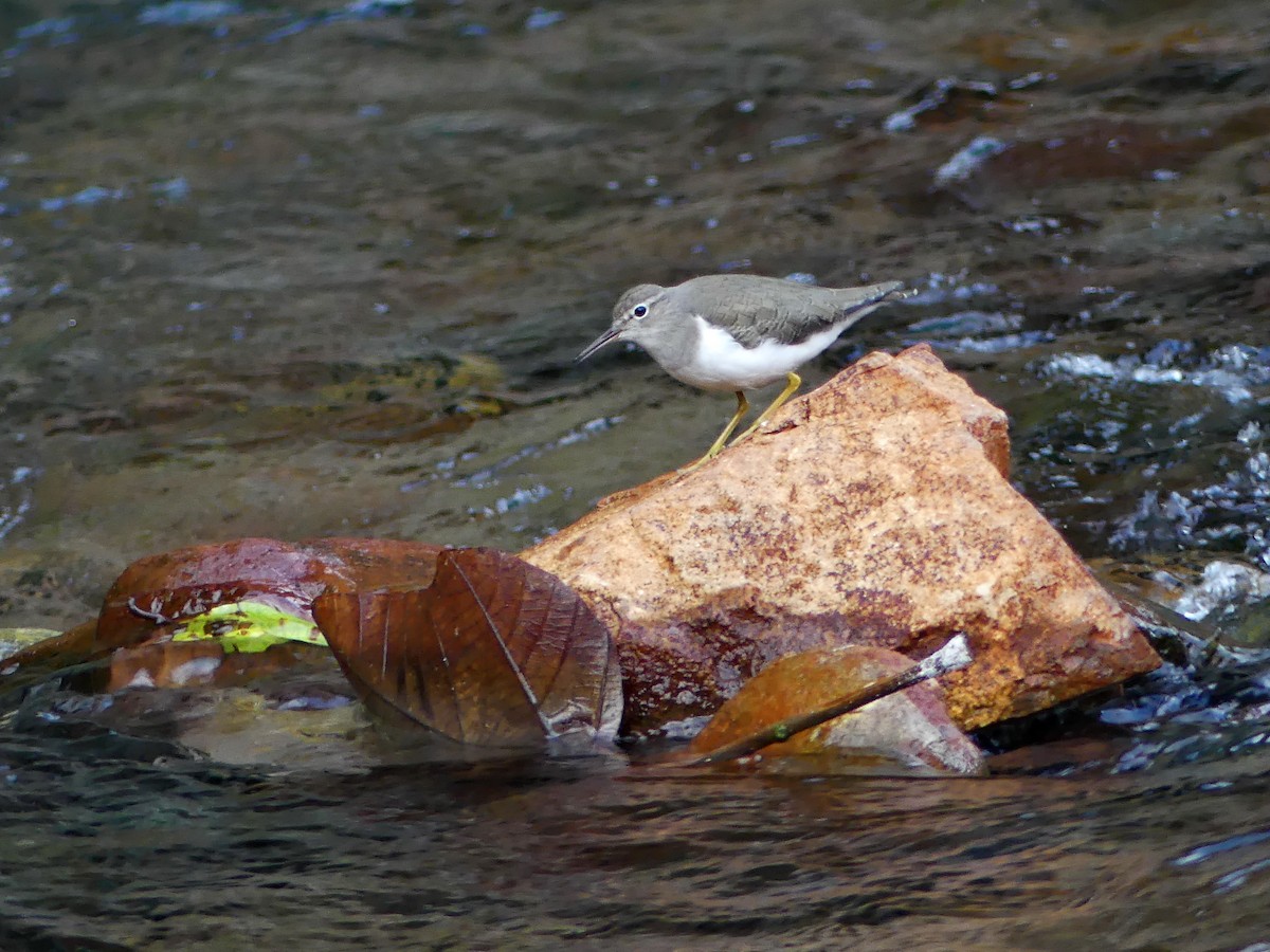 Spotted Sandpiper - ML618941728