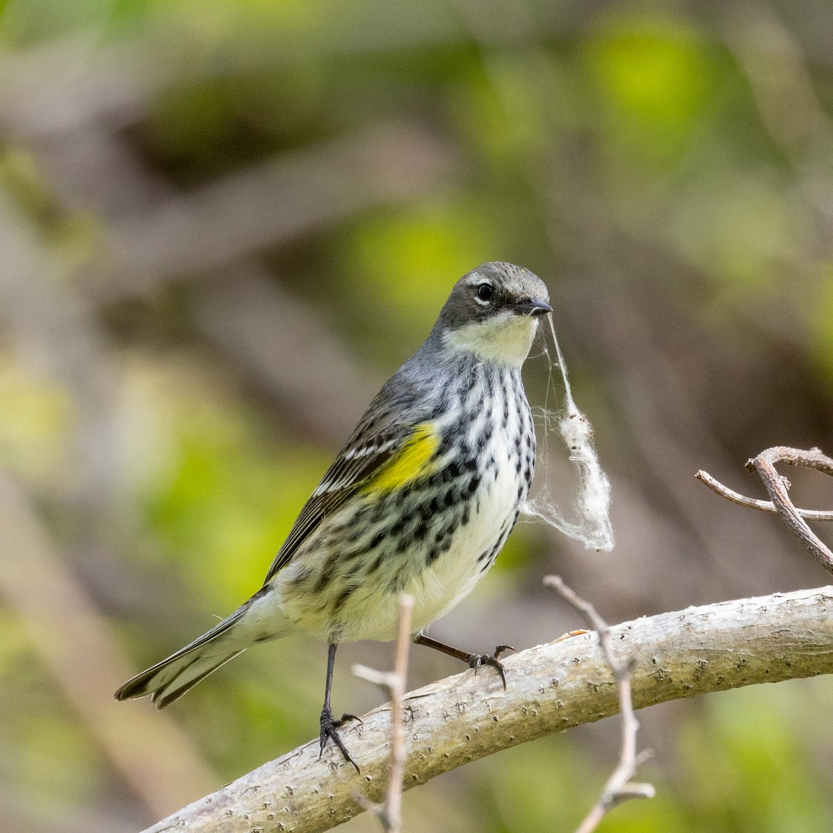 Yellow-rumped Warbler - Greg O’Brien