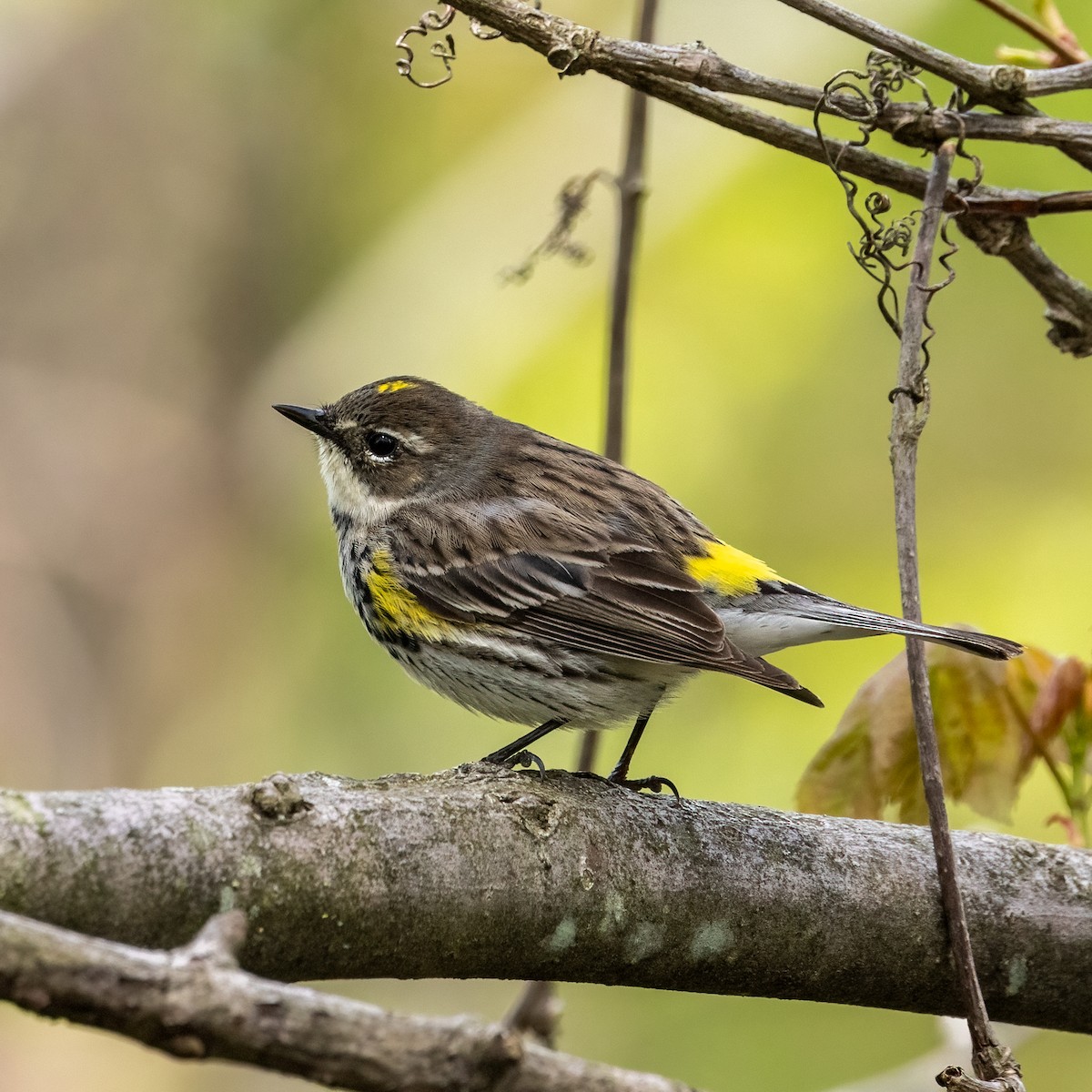 Yellow-rumped Warbler - Greg O’Brien