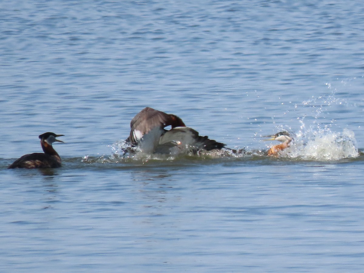 Red-necked Grebe - Kerry Hjertaas