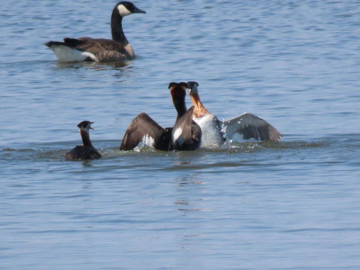 Red-necked Grebe - ML618941751