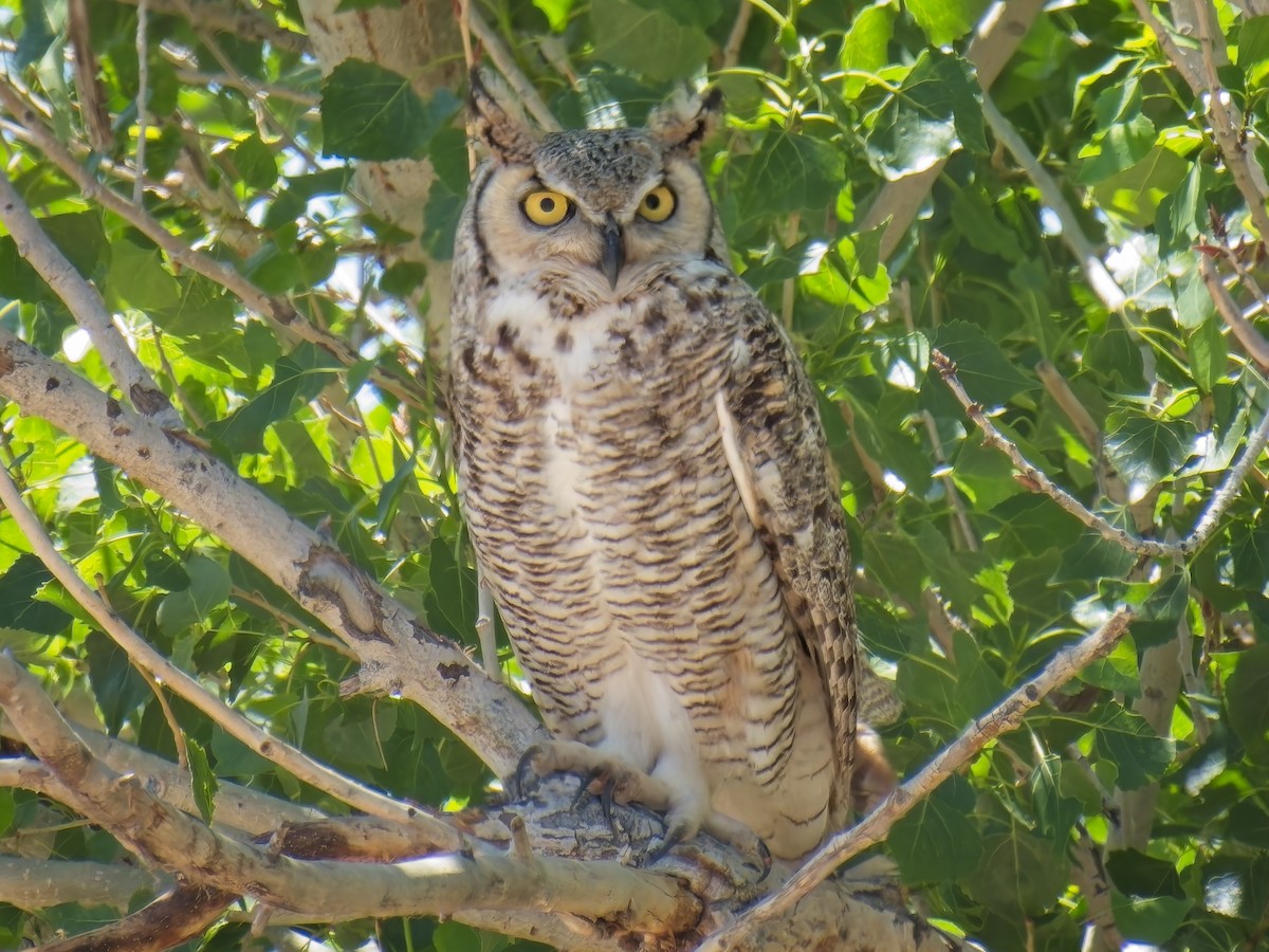 Great Horned Owl - ML618941754