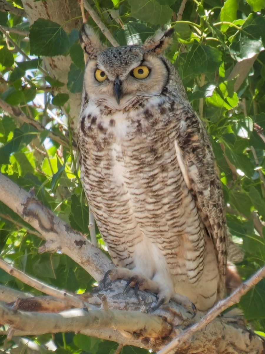 Great Horned Owl - ML618941755