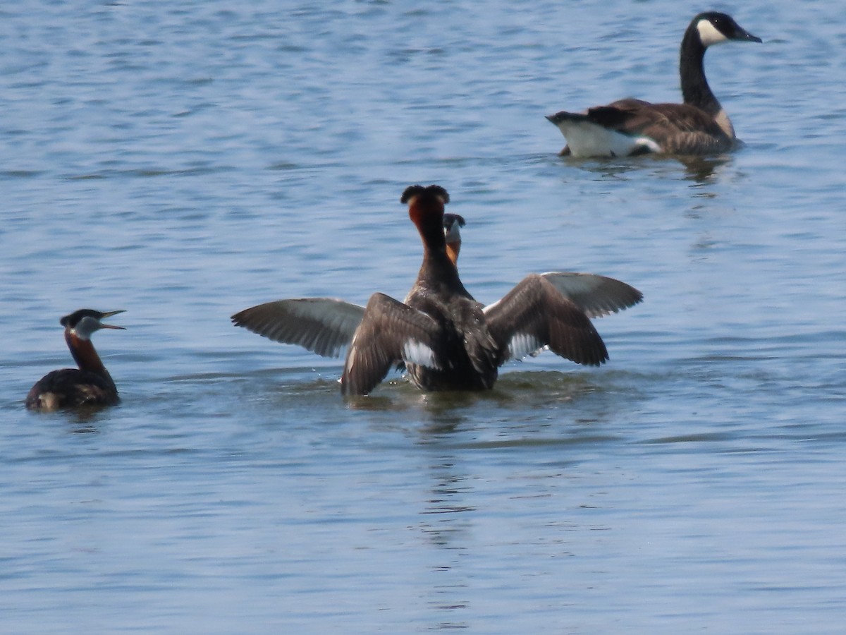 Red-necked Grebe - ML618941756