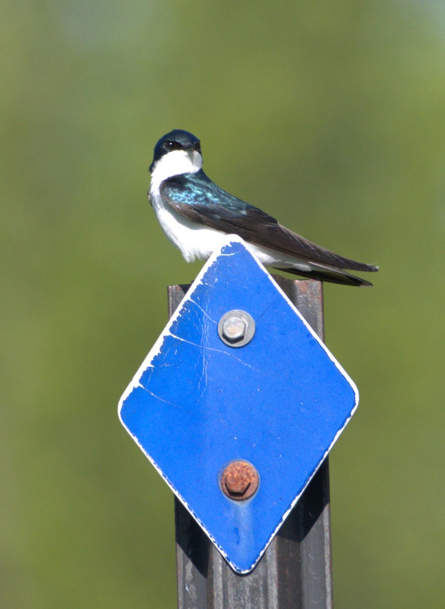 Tree Swallow - Neil Wingert