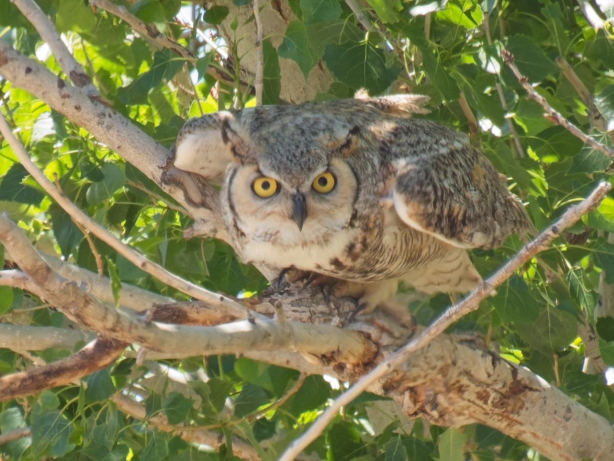 Great Horned Owl - ML618941761