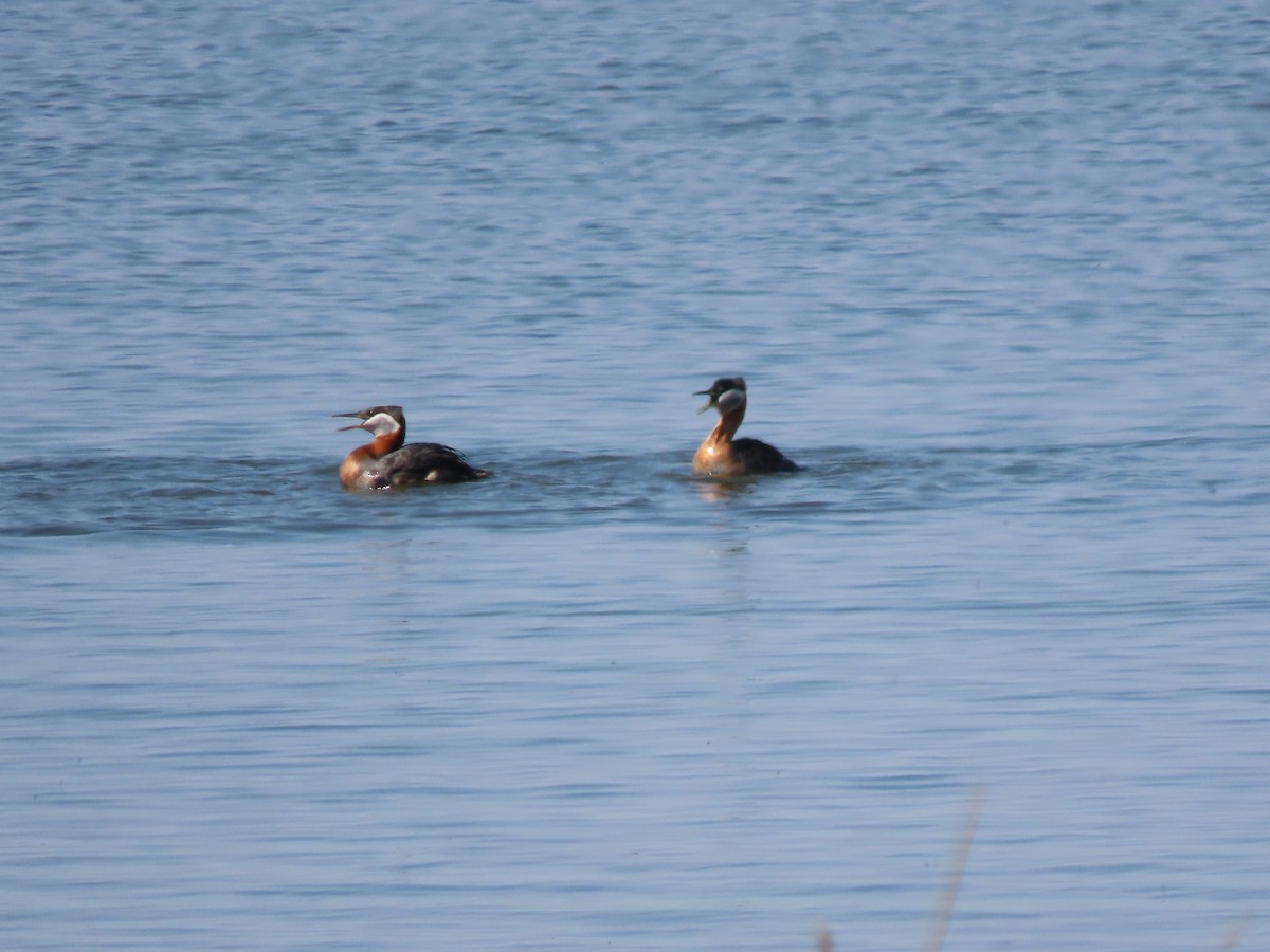 Red-necked Grebe - ML618941762