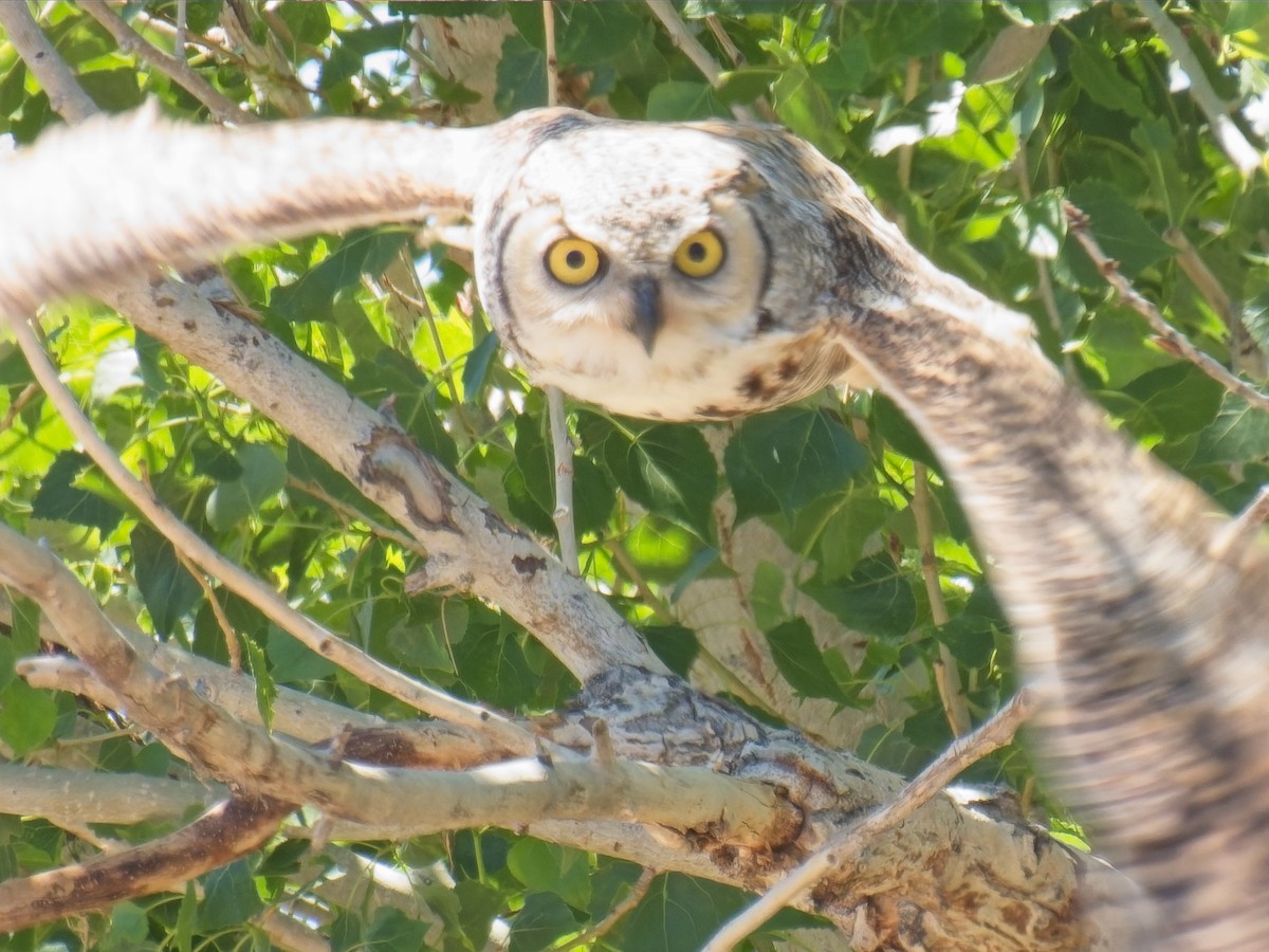 Great Horned Owl - ML618941763