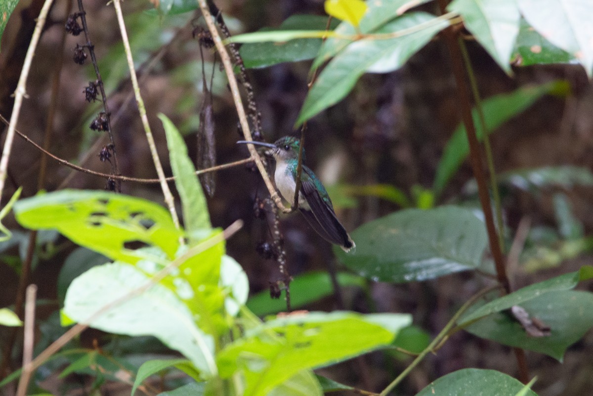 Fork-tailed Woodnymph - Fundación Ecoturística Recetor Vive un Paraíso