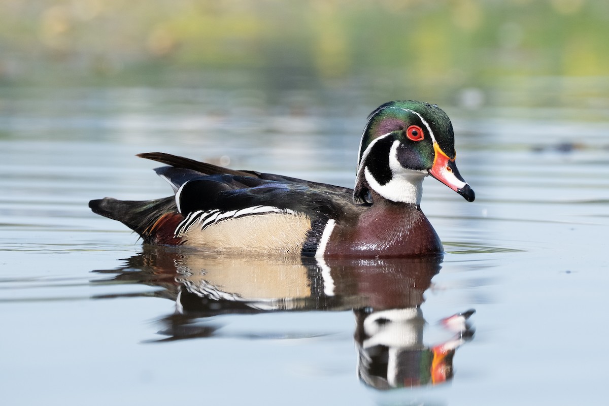 Wood Duck - ML618941775