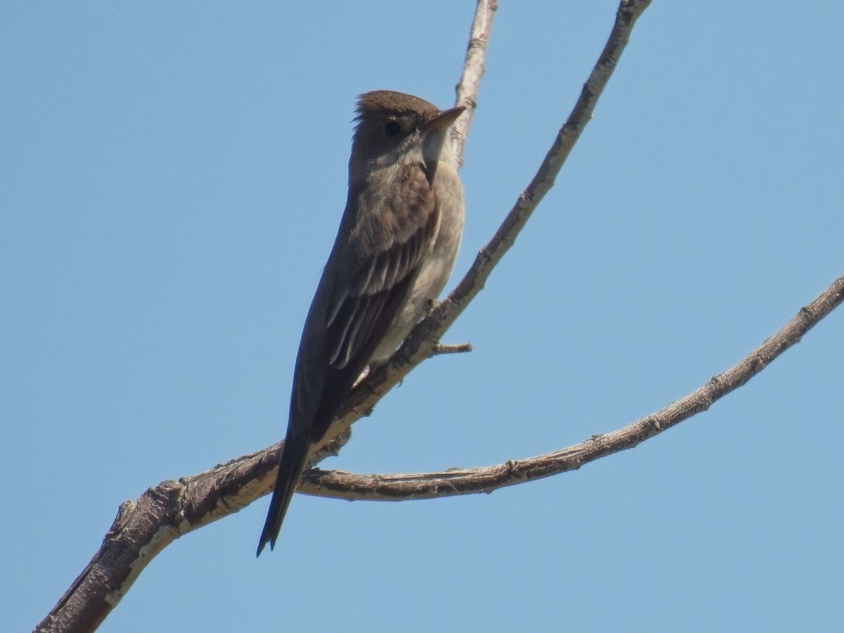 Western Wood-Pewee - ML618941776