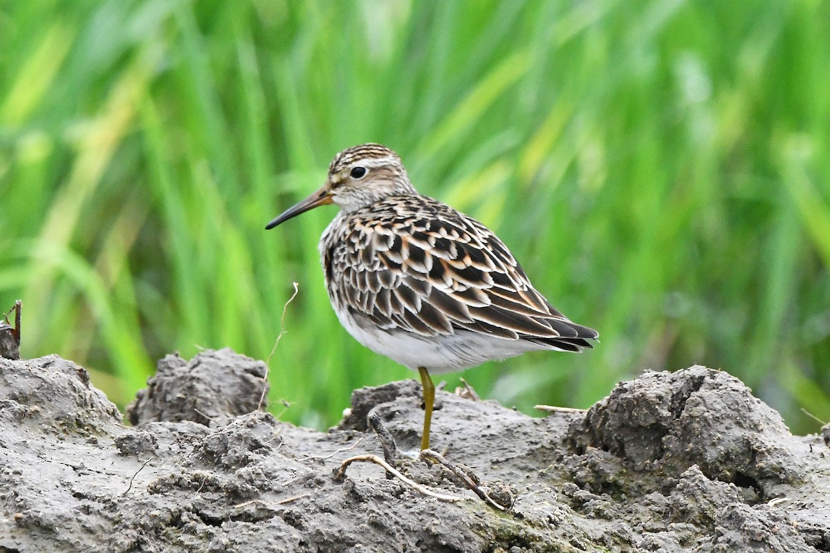 Pectoral Sandpiper - Ed Thomas